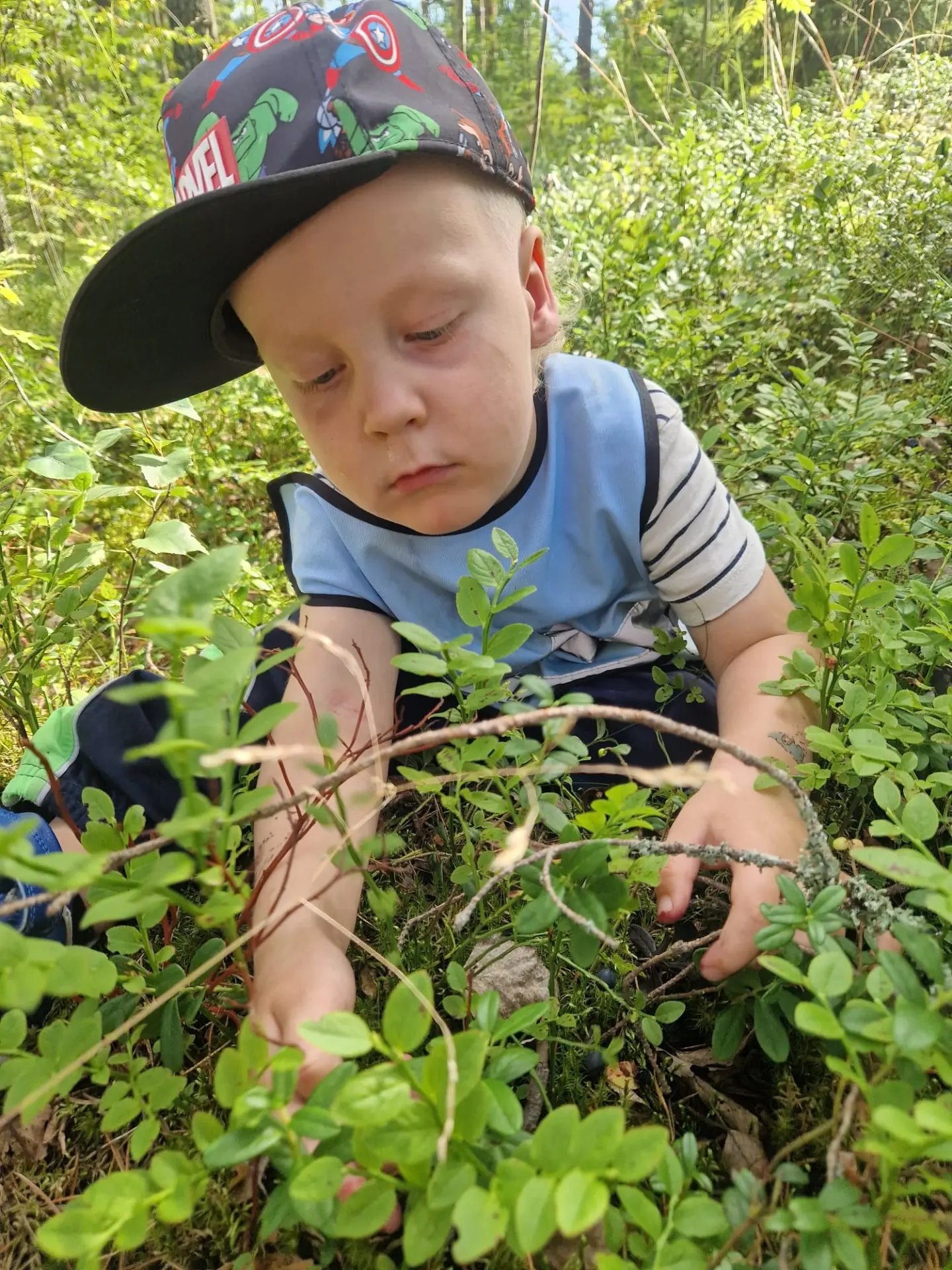 Pikkupeikkis metsässä keräämässä mustikoita